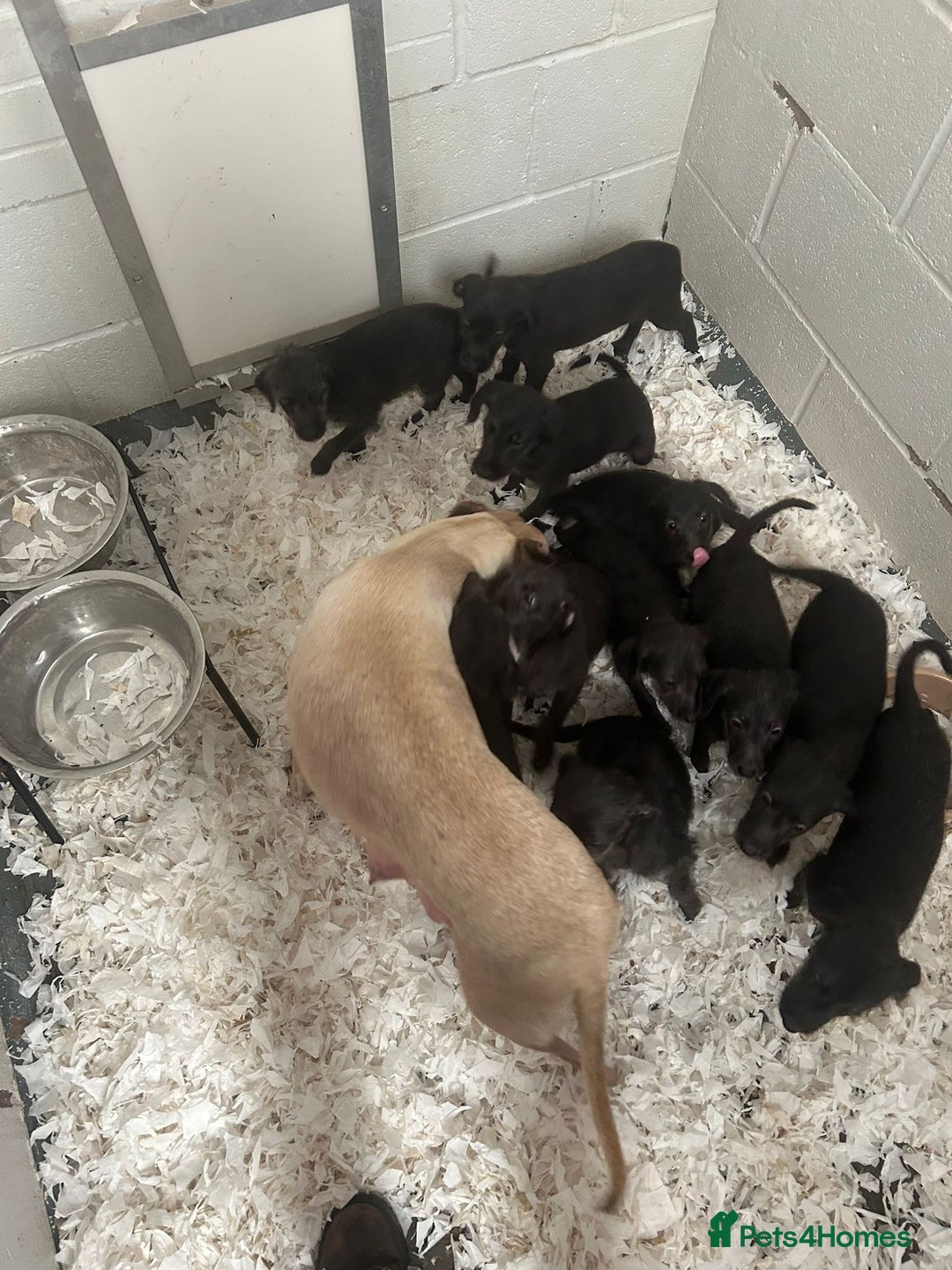 Bedlington Terrier dogs for sale: F1 Bedlington x Whippet puppies - Image 12
