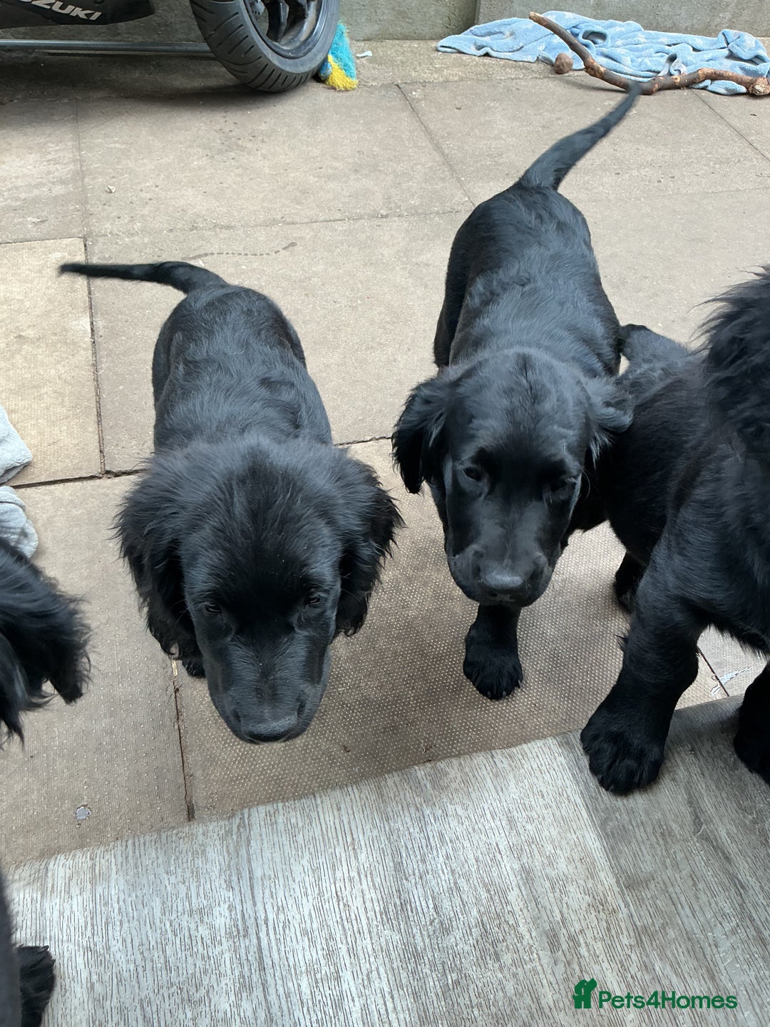 Mixed Breed dogs for sale: Spangold retrievers in Stourport-on-Severn - Image 10