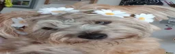 Mixed Breed dogs for sale: Possible puppies available-LOVING HOMES ONLY in Basildon - Advert 10