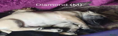 Diamond