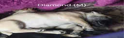 Frug dogs for sale: Frug puppies in Stoke-on-Trent - Advert 14