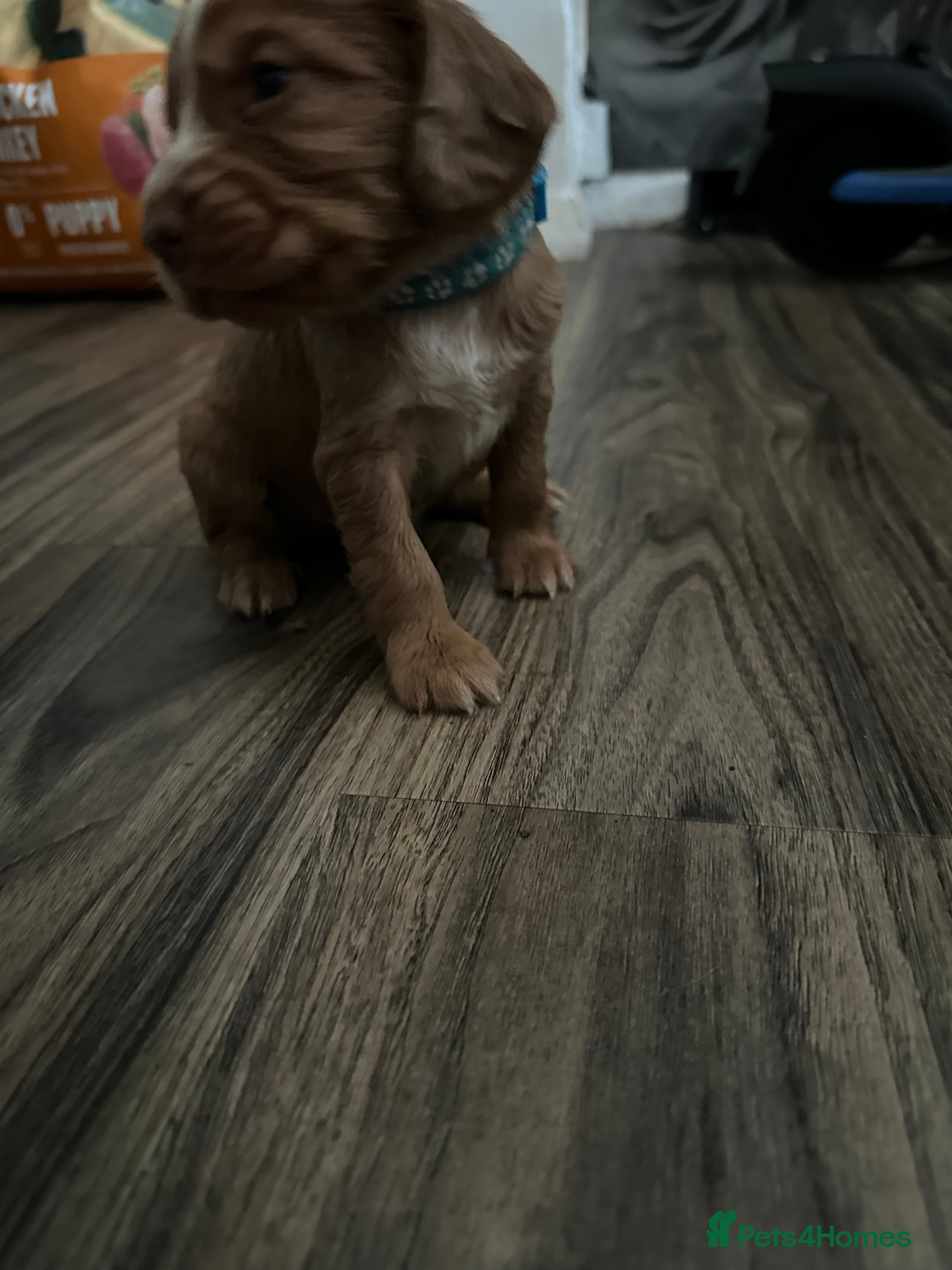 Cocker Spaniel dogs Beautiful top class red cockers  - Advert 2
