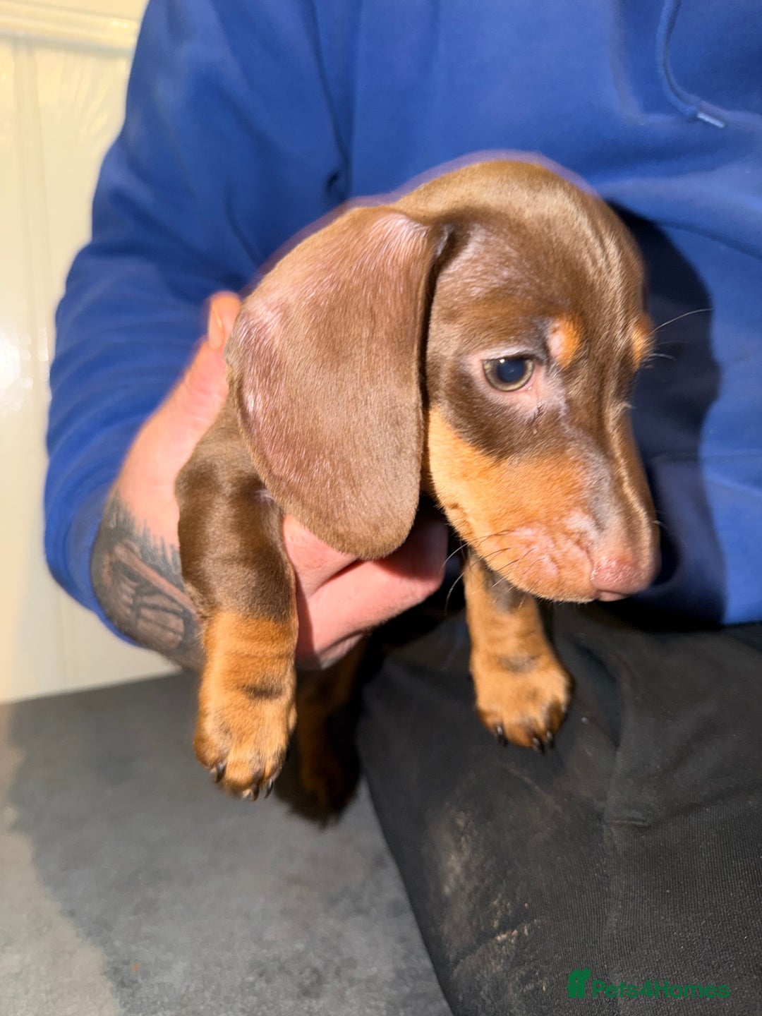 Miniature Dachshund dogs for sale: KC REGISTERED Miniature dachshund HEALTH TESTED   - Advert 15