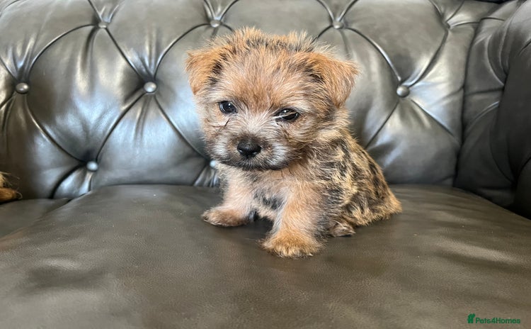 Norfolk Terrier dogs - Advert 14