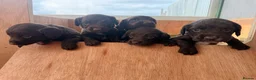 Sprocker dogs for sale: Sprocker Spaniel Puppies in Dunfermline - Advert 5