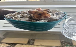 Hamster rodents for sale: Syrian Hamster  - Image 3