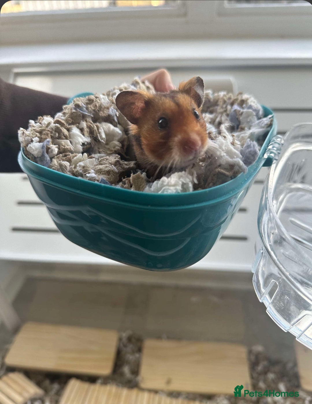 Hamster rodents for sale: Syrian Hamster  - Image 3