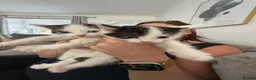 Mixed Breed cats for sale:  half ragdoll kittens for sale 2 male  in Glasgow - Advert 2