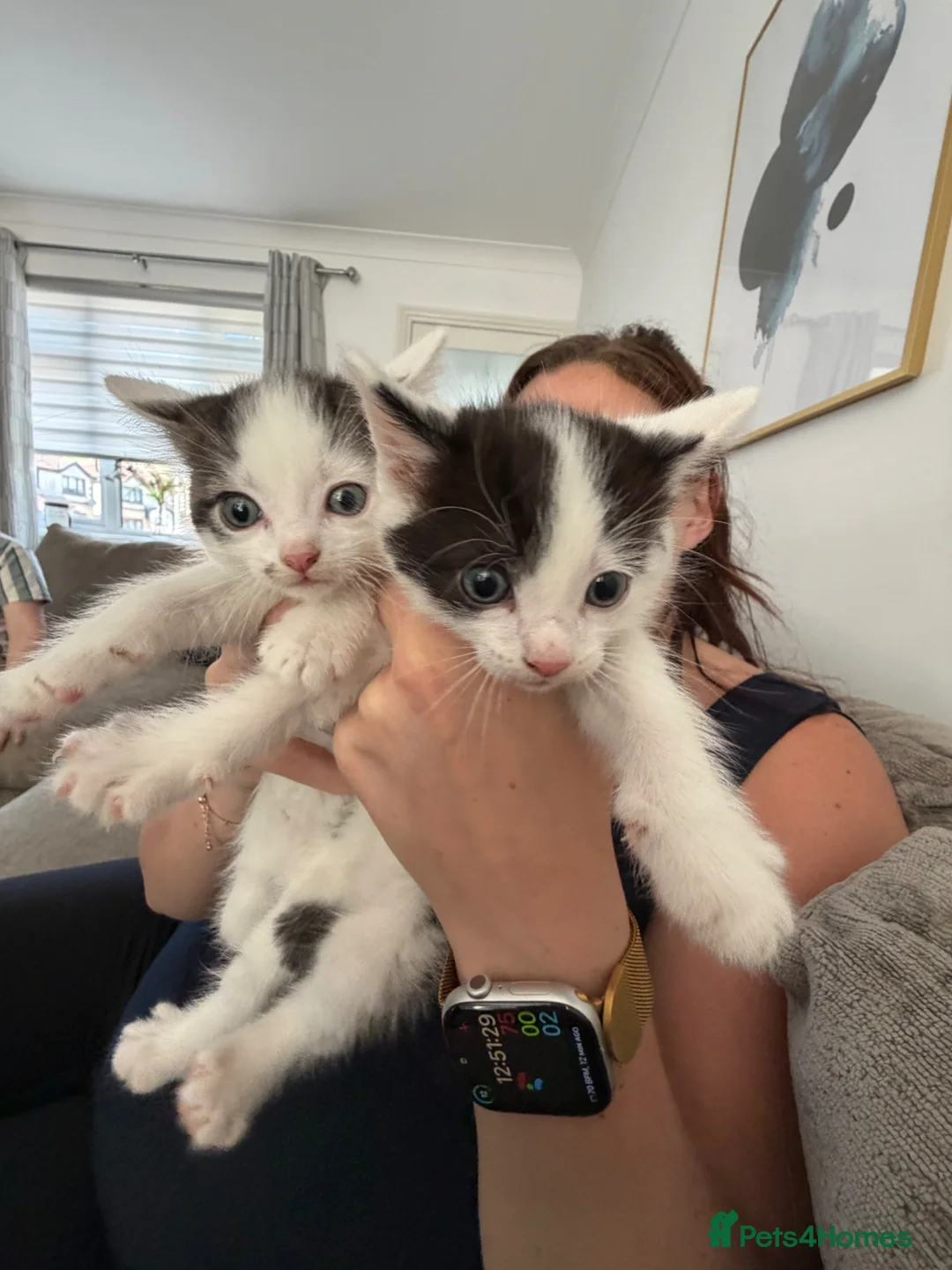 Mixed Breed cats for sale:  half ragdoll kittens for sale 2 male  in Glasgow - Advert 2