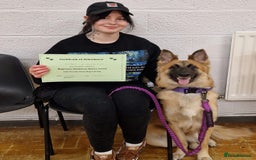 German Shepherd dogs for sale: German shepherd girl - Image 2