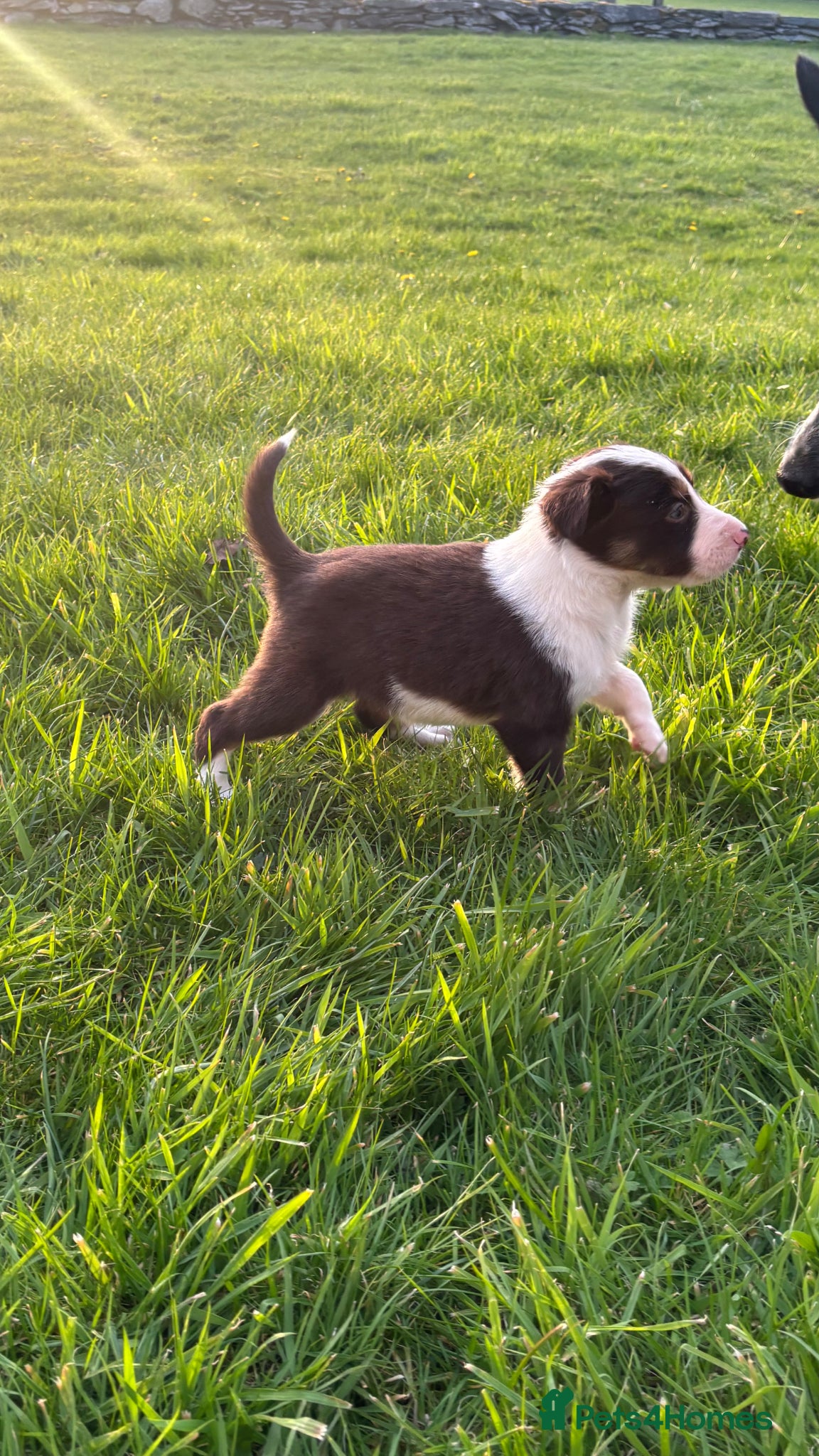Border Collie dogs Pure Border Collie Puppies *1 BOY LEFT* - Advert 11