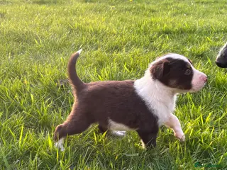 Border Collie dogs Pure Border Collie Puppies *1 BOY LEFT* - Advert 11