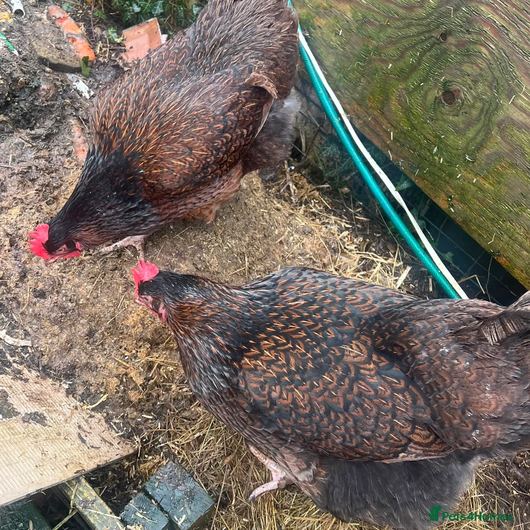 Chickens poultry for sale: Point of lay hens  - Advert 7