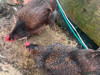 Chickens poultry Point of lay hens - Advert 15