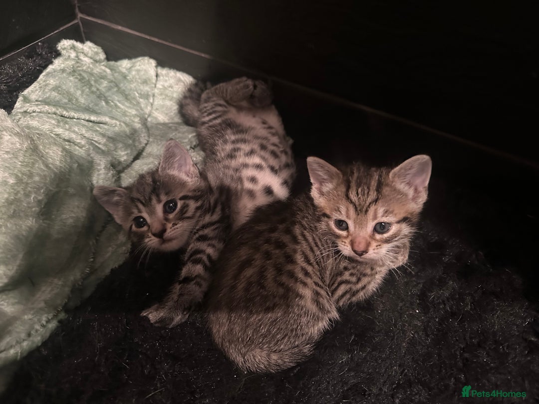 Mixed Breed cats for sale: Placid Tabby Girls  - Image 13