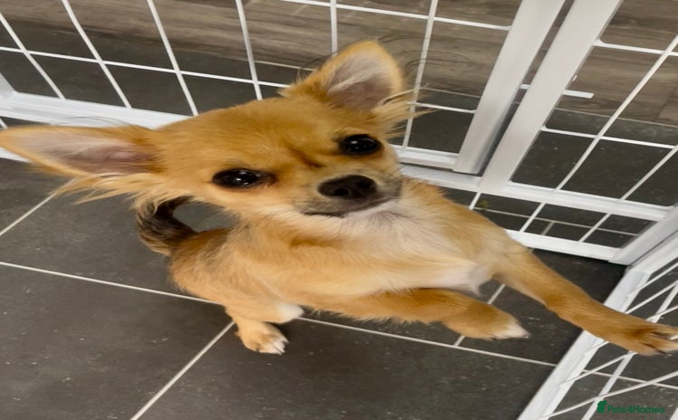 Chihuahua dogs - Advert 4