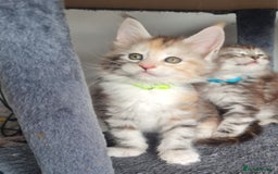 Maine Coon cats for sale: Stunning pedigree Mainecoon Kittens  - Image 4