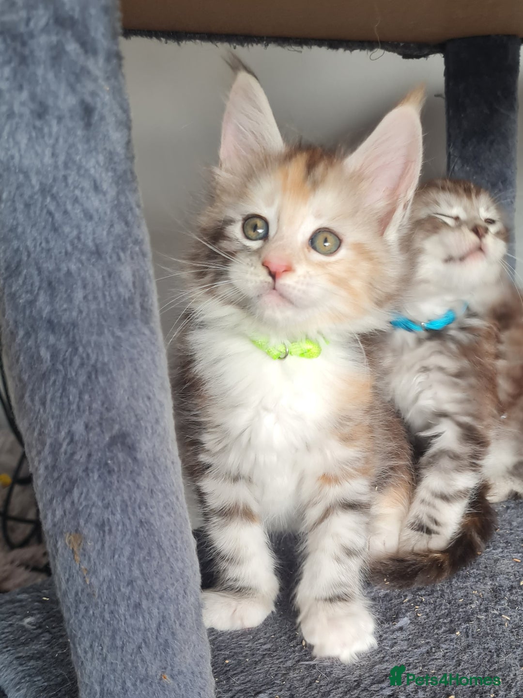 Maine Coon cats for sale: Stunning pedigree Mainecoon Kittens  - Image 4