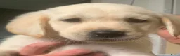Goldador dogs for sale: Female Goldador in Blyth - Advert 3