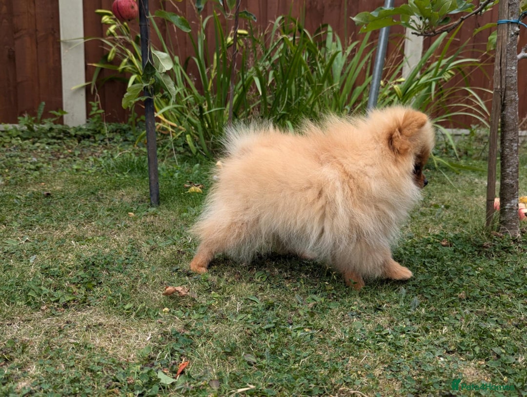Pomeranian dogs for sale: Last two girls available. Tiny, Rare Pomeranian in Boston - Image 4