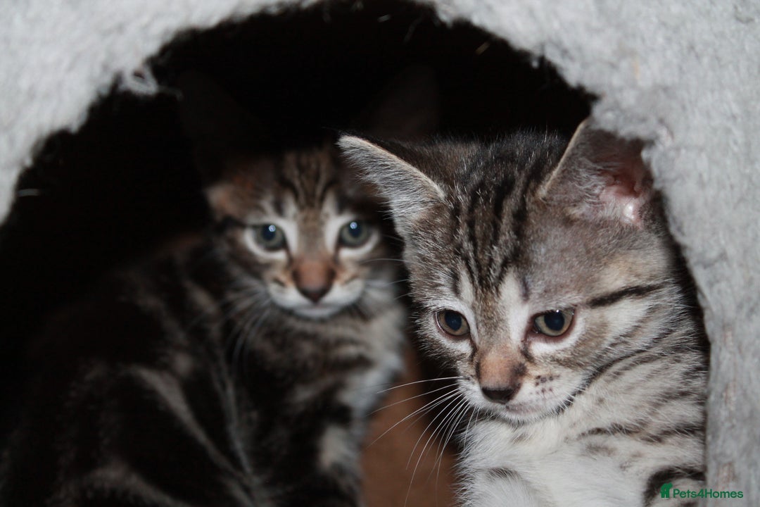 Bengal cats for sale: Adorable, affectionate, so cute kittens for sale!! - Image 33