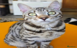 Bengal cats for sale: Gorgeous Brown Rosetted Boy Available  - Advert 8