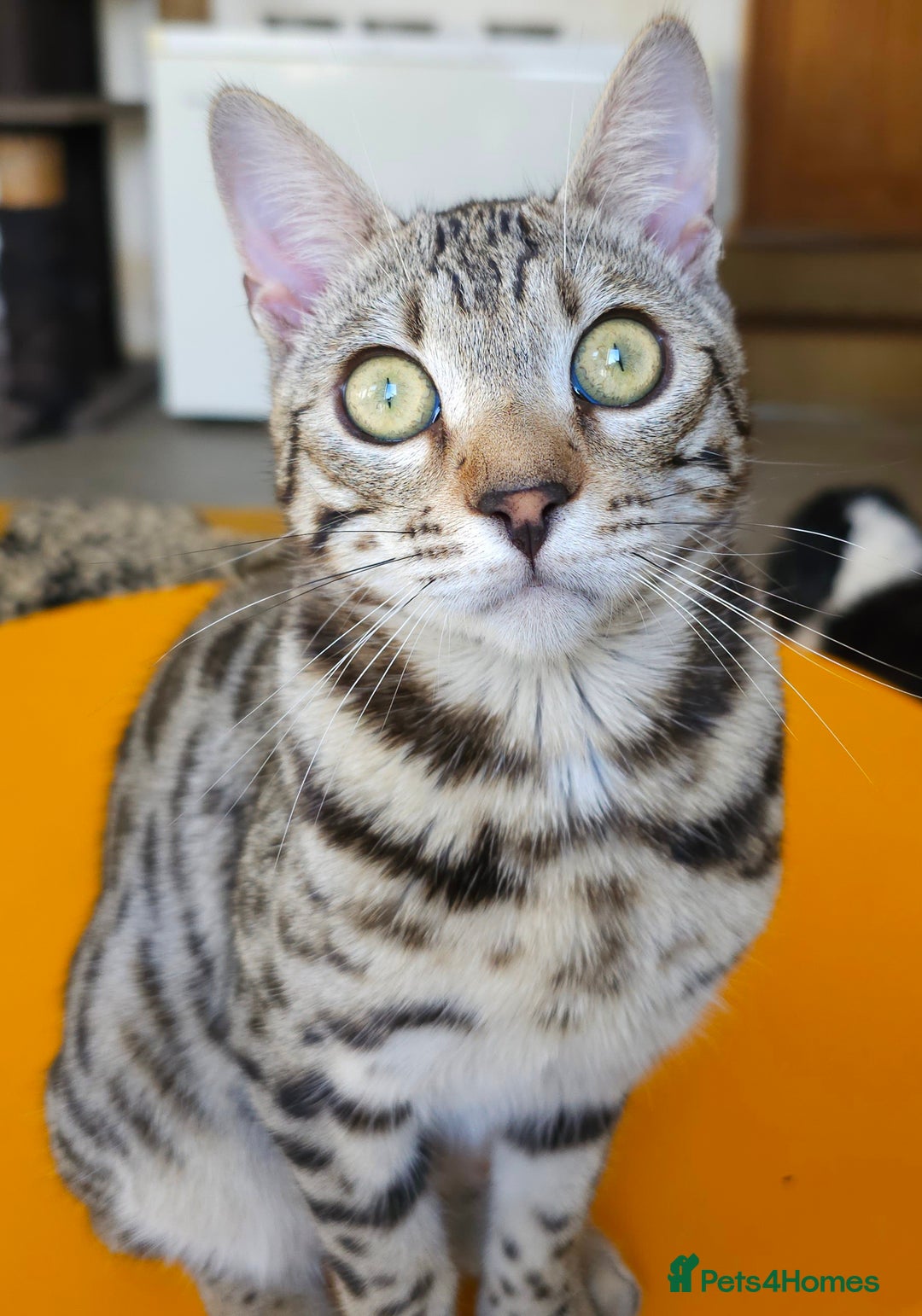 Bengal cats for sale: Gorgeous Brown Rosetted Boy Available  - Advert 8