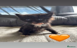 Mixed Breed cats for sale: Beautiful kittens for sale - Image 6