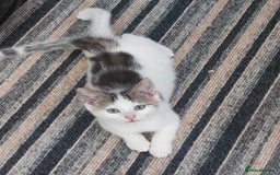 Domestic Shorthair cats for sale: 6 wonderful kittens looking for forever homes - Image 4