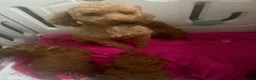 Toy Poodle dogs for sale: Beautiful Toy poodle  - Advert 4