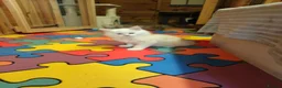 Maine Coon cats for sale: Maine coon kittens  - Advert 6