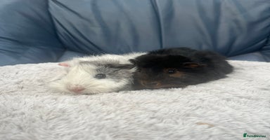 Guinea Pig rodents - Advert 2