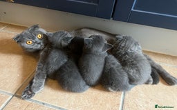 Scottish Fold cats for sale: Scottish fold cross kittens  - Image 15