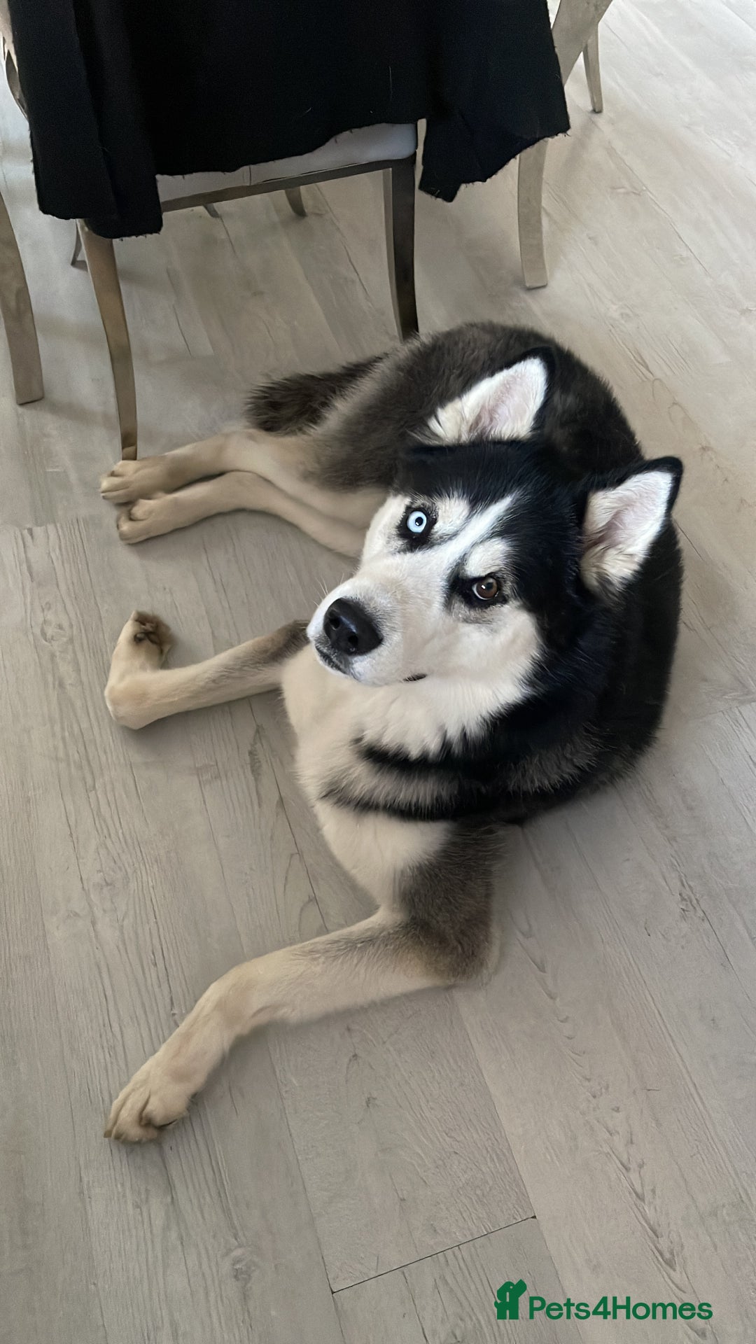 Siberian Husky dogs for sale: Siberian Husky (Experienced Owner Only) - Advert 3