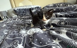 Domestic Shorthair cats for sale: 6 beautiful babies 5 boys and 1 girl - Image 11