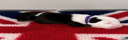 English Bull Terrier dogs for sale: Stunning KC Registered English Bullterrier Puppies - Advert 6