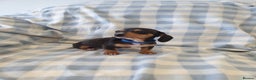 Dachshund dogs for sale: Dachshund puppies  - Advert 9