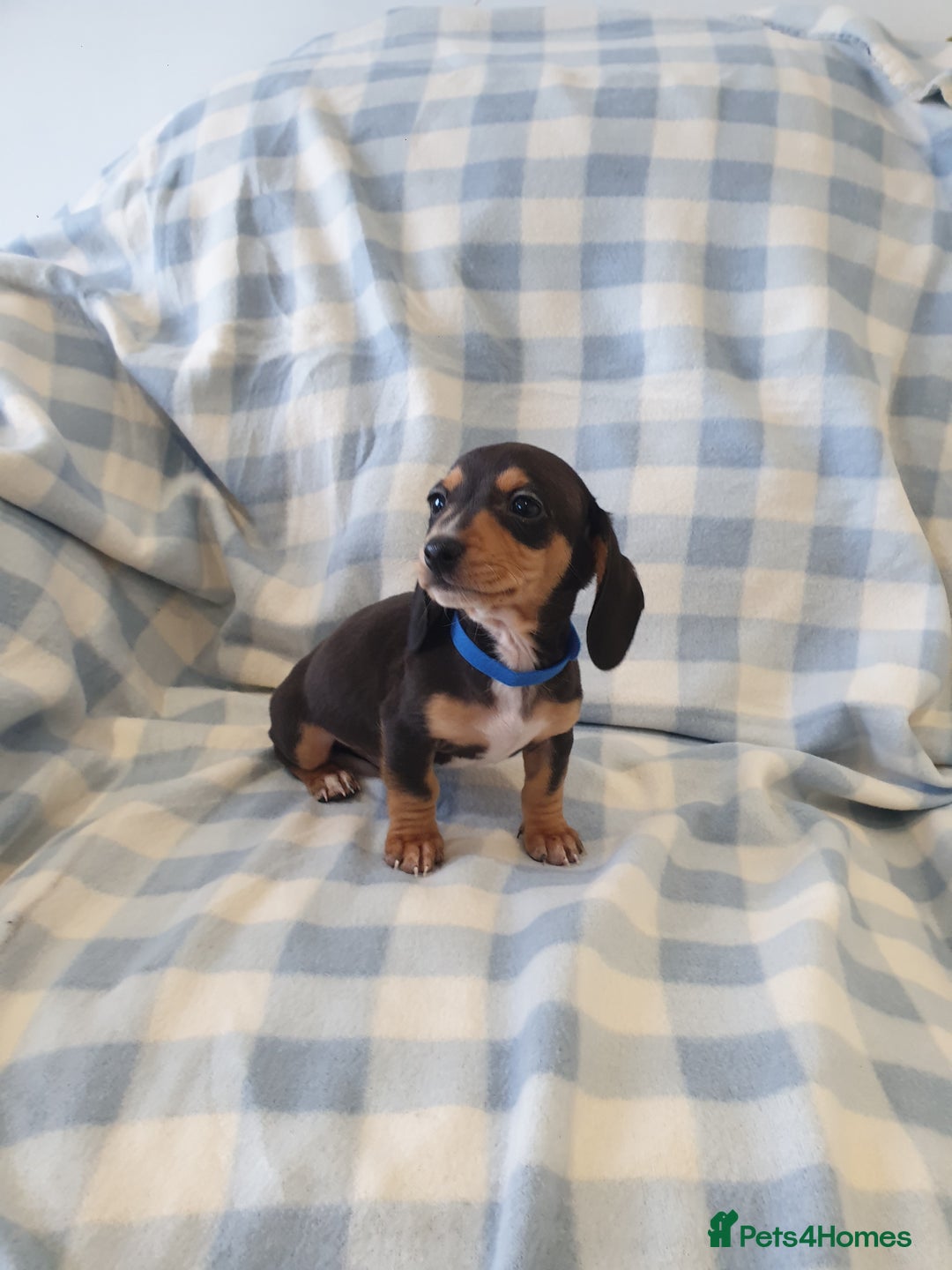 Dachshund dogs for sale: Dachshund puppies  - Advert 9