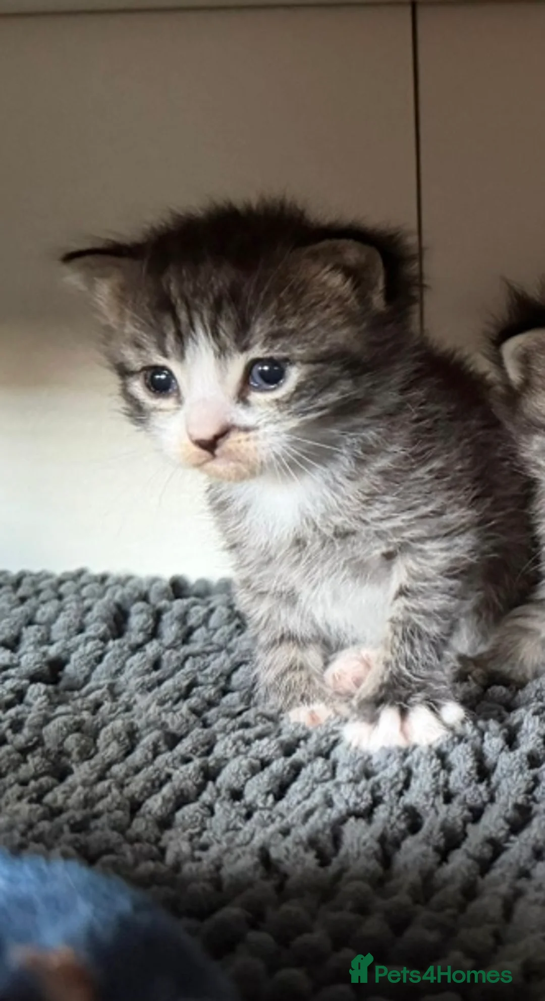 Mixed Breed cats for sale: Ragdoll cross - Advert 1