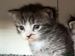 Mixed Breed cats Ragdoll cross - Advert 3