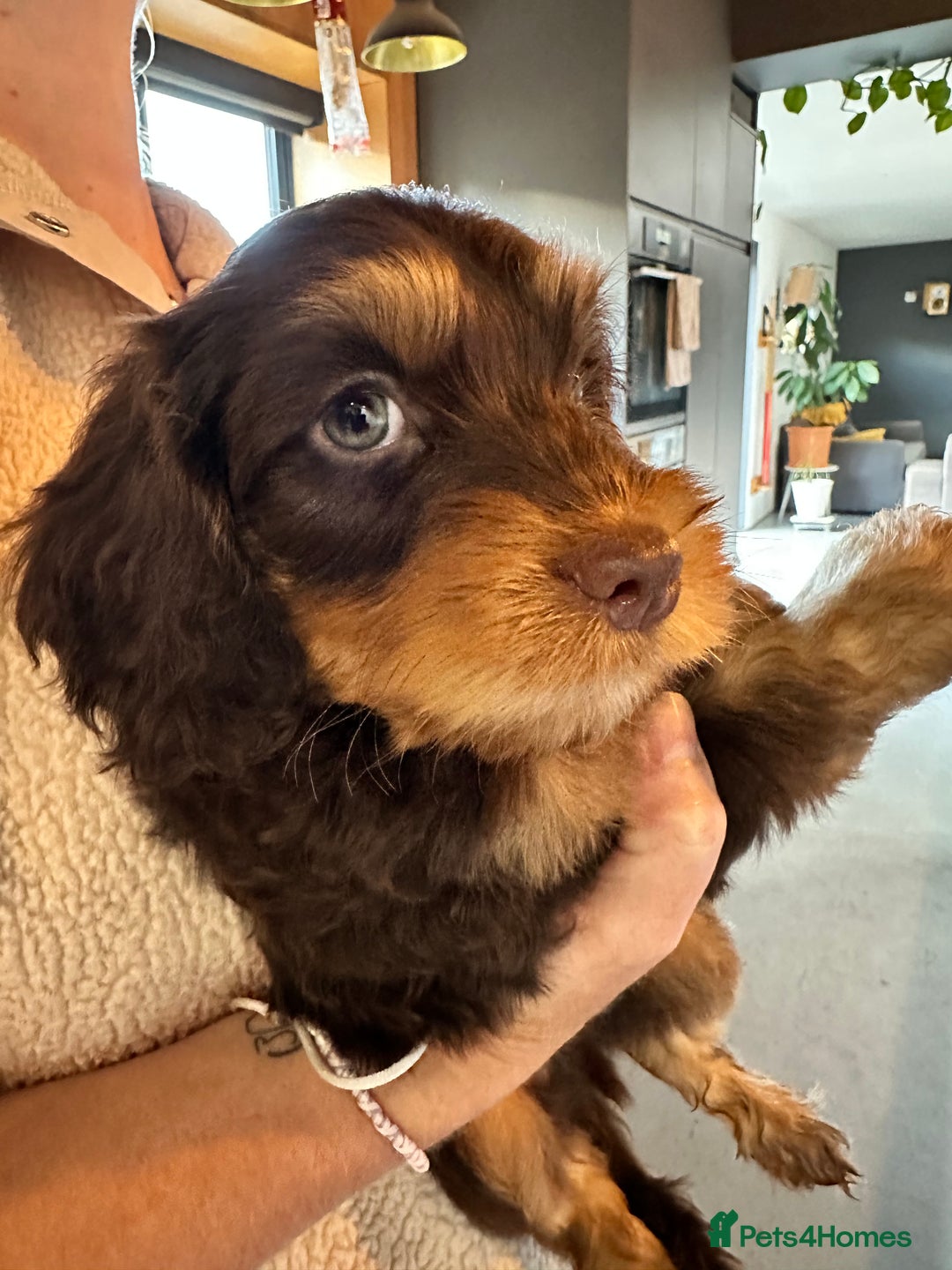 Mixed Breed dogs for sale: 10x Gorgeous Sproodles - Image 7