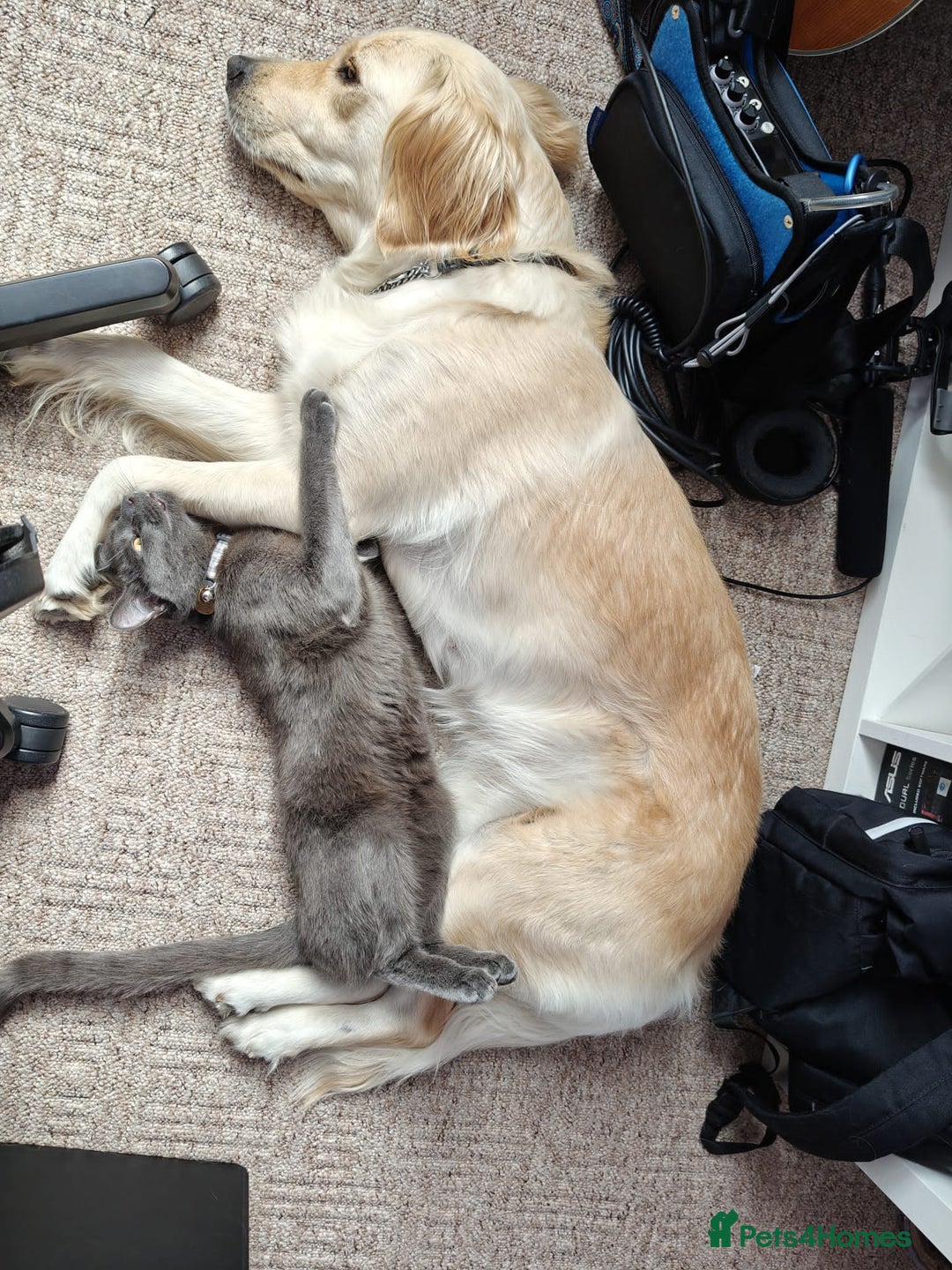 Russian Blue cats for sale: Friendly Indoor Russian blue male (1 year old) - Advert 10