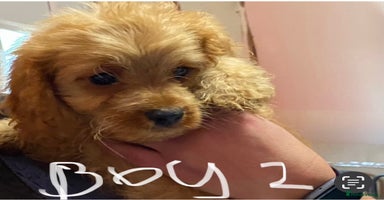 Cavapoo dogs - Advert 4