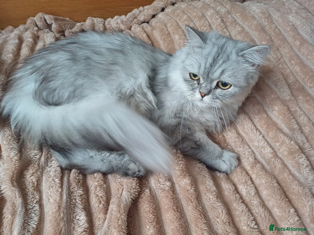 Persian cats for sale: Chinchilla persian 1 year. £250 - Image 7