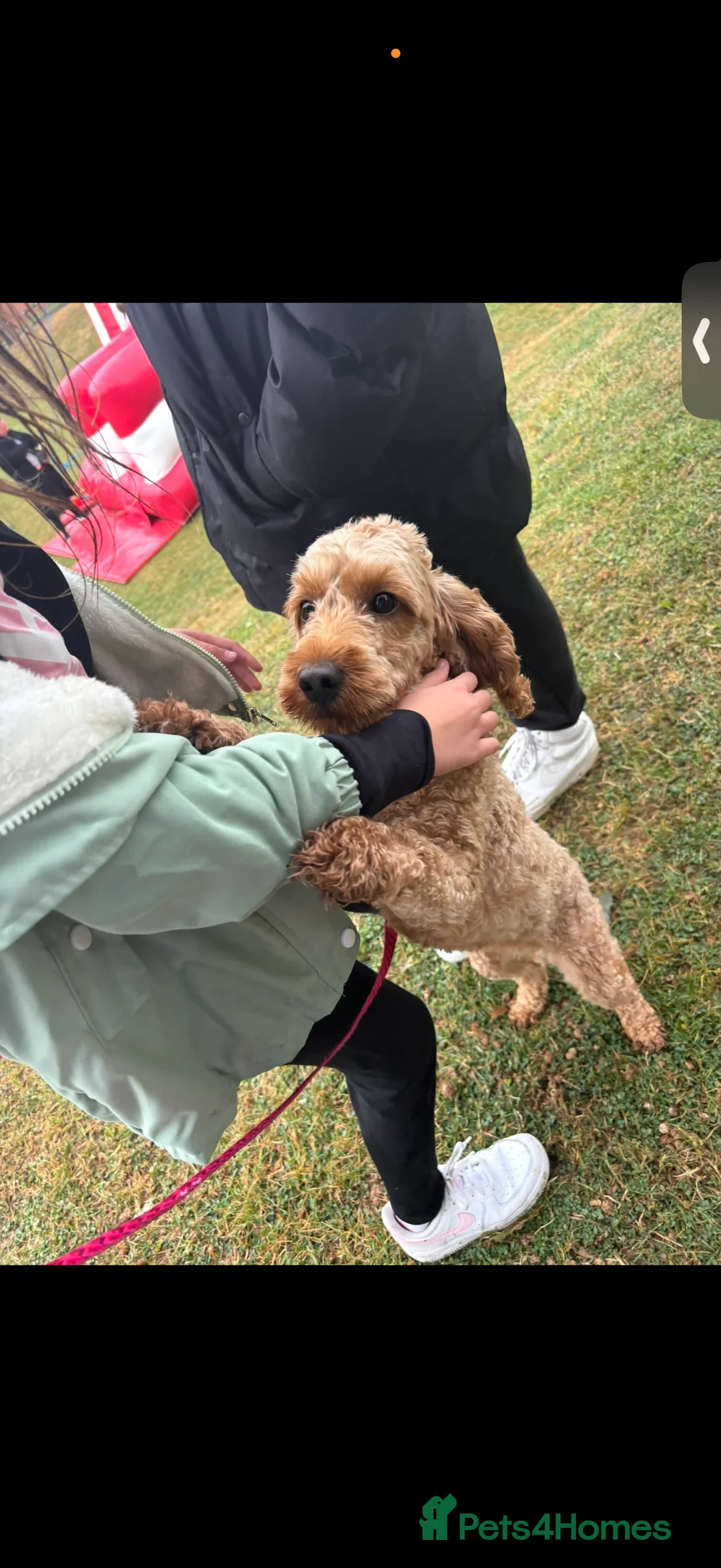 Cockapoo dogs for sale: Apricot cockapoo (Maisie ) - Advert 2