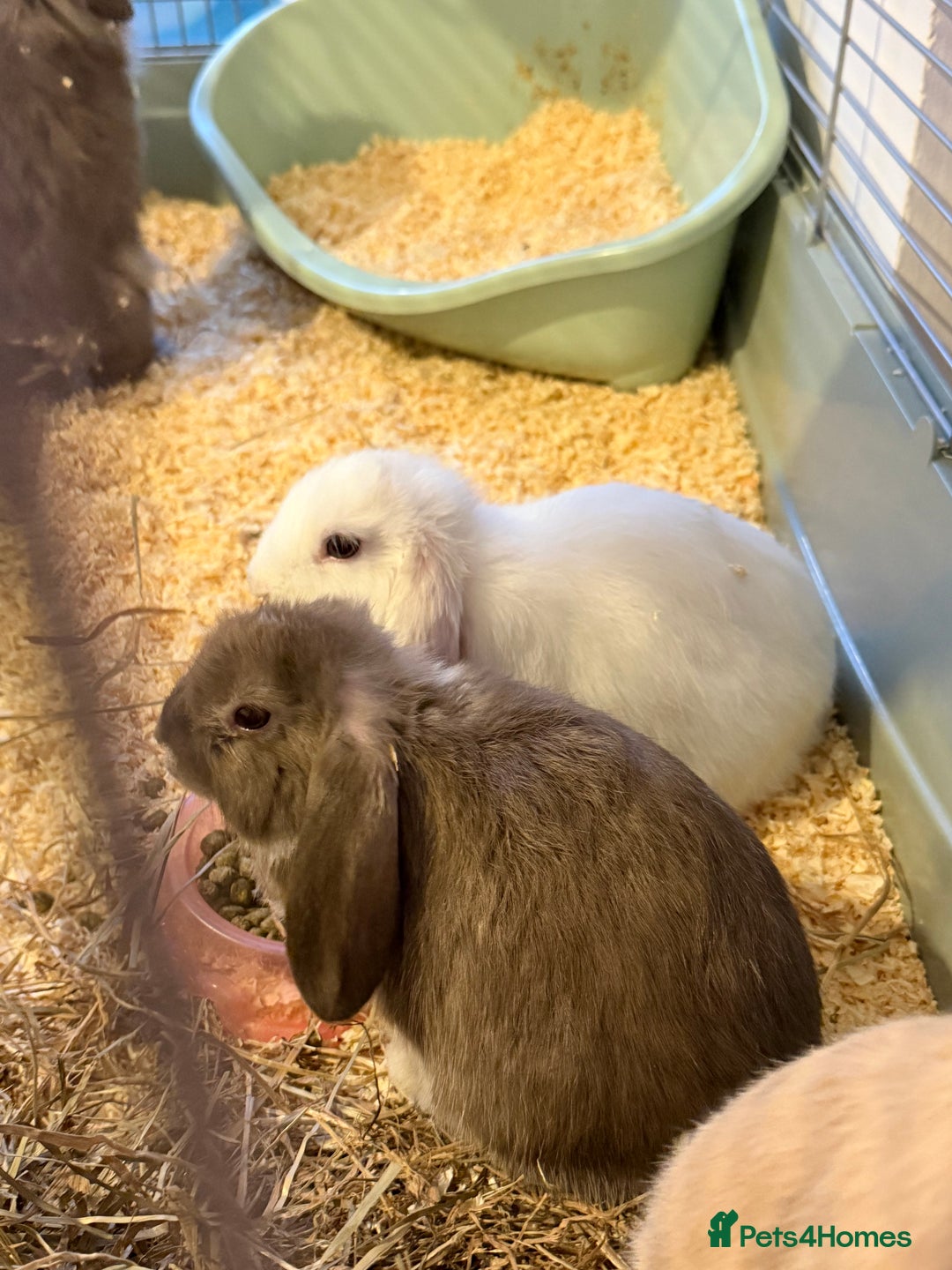 French Lop rabbits for sale: Beautiful French lops available - Advert 6