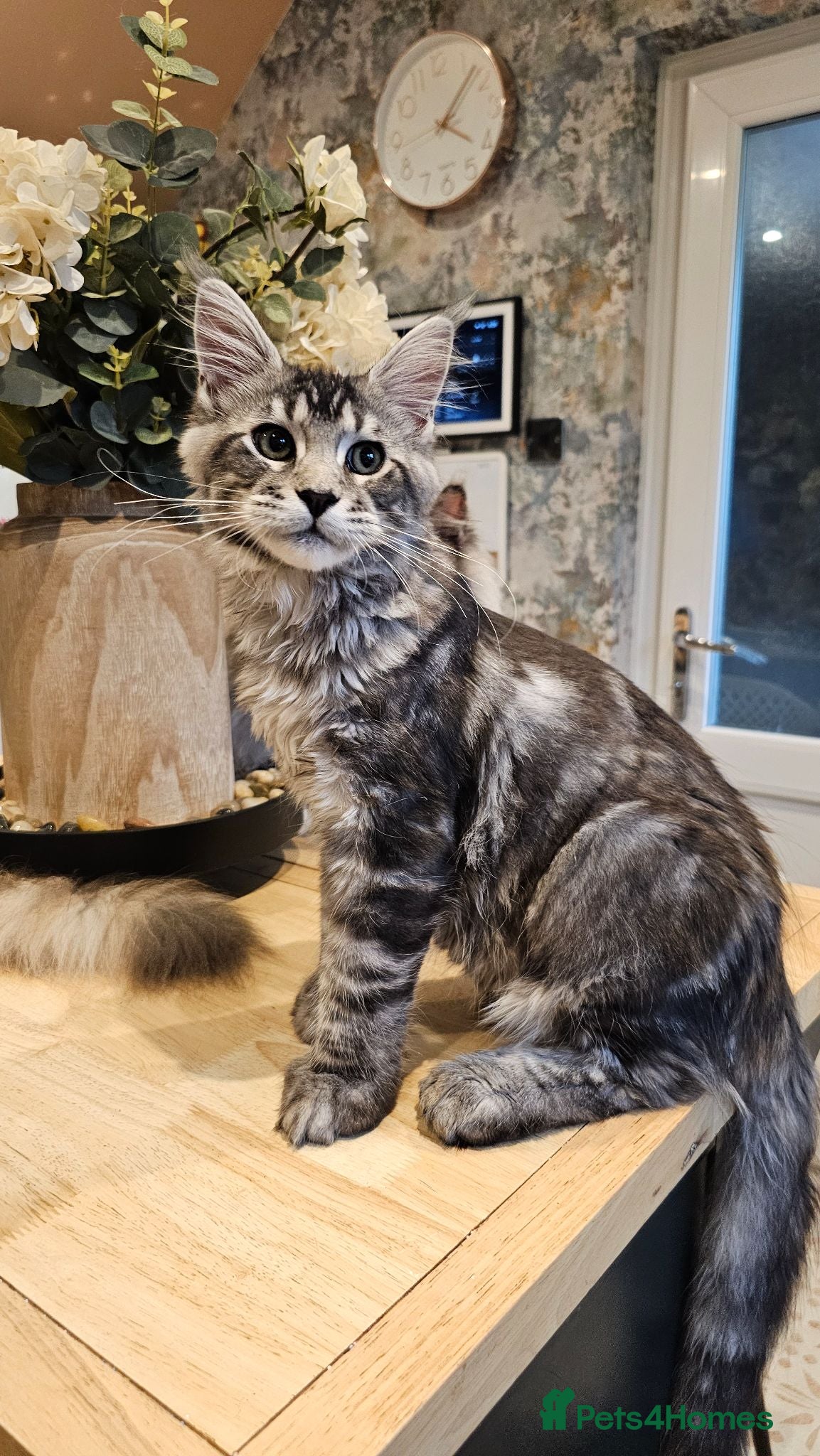 Maine Coon cats TICA polydactyl maine coon boy - Advert 1