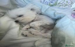 Maltipoo dogs for stud: Teddy 100% Korean Maltese kc registered for stud  in Birmingham - Image 6