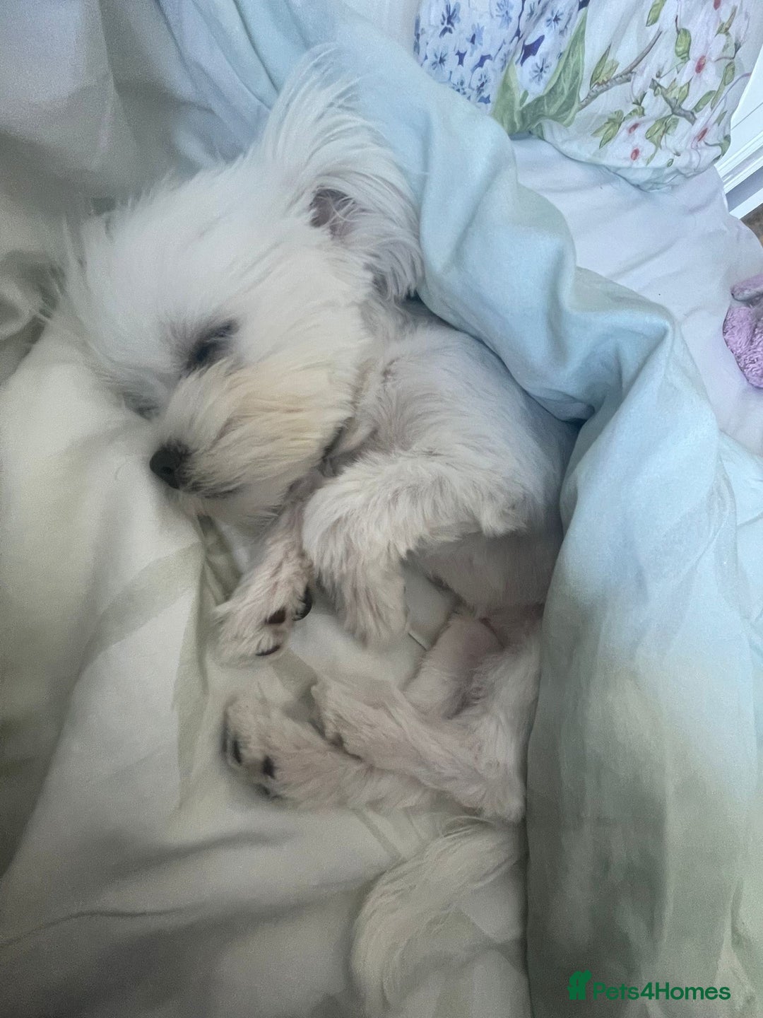 Maltipoo dogs for stud: Teddy 100% Korean Maltese kc registered for stud  in Birmingham - Image 6