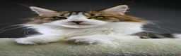 Maine Coon cats for sale:  Our beloved Robin - A truly sweet girl  - Advert 1
